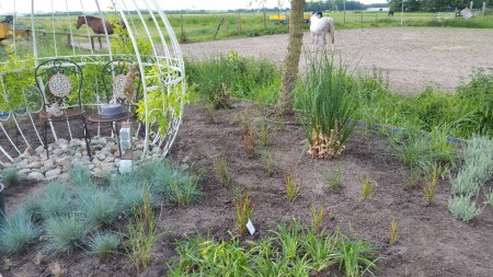 Ook de grassen doen het goed